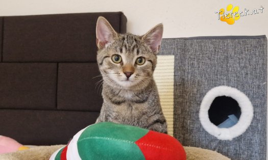 Katze Bobby (Foto by Tiereck.at - Lavanttaler Tierhilfe)
