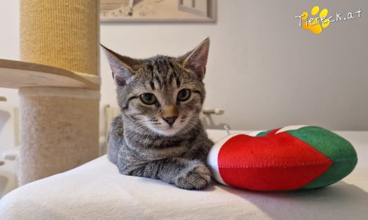 Katze Bobby (Foto by Tiereck.at - Lavanttaler Tierhilfe)