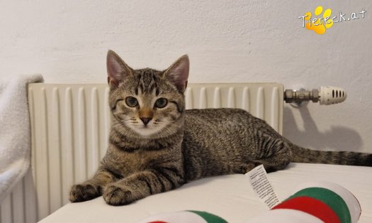 Katze Bobby (Foto by Tiereck.at - Lavanttaler Tierhilfe)