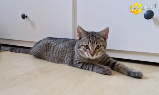 Katze Bobby (Foto by Tiereck.at - Lavanttaler Tierhilfe)