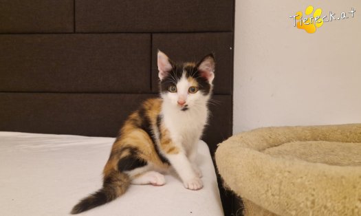 Katze Finya (Foto by Tiereck.at - Lavanttaler Tierhilfe)