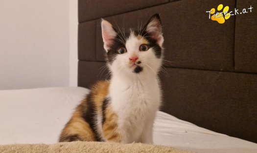 Katze Finya (Foto by Tiereck.at - Lavanttaler Tierhilfe)