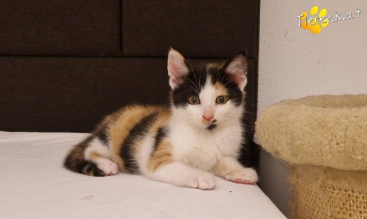 Katze Finya (Foto by Tiereck.at - Lavanttaler Tierhilfe)