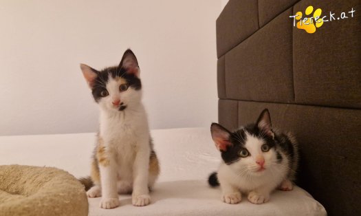 Katze Finya (Foto by Tiereck.at - Lavanttaler Tierhilfe)