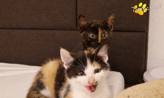 Katze Finya (Foto by Tiereck.at - Lavanttaler Tierhilfe)