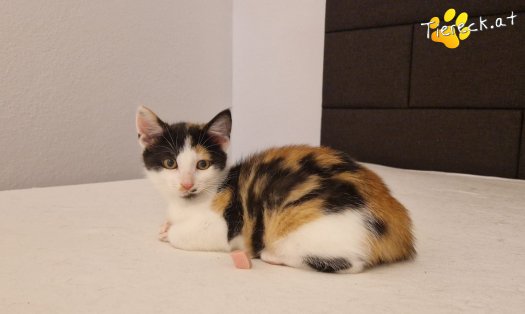 Katze Finya (Foto by Tiereck.at - Lavanttaler Tierhilfe)