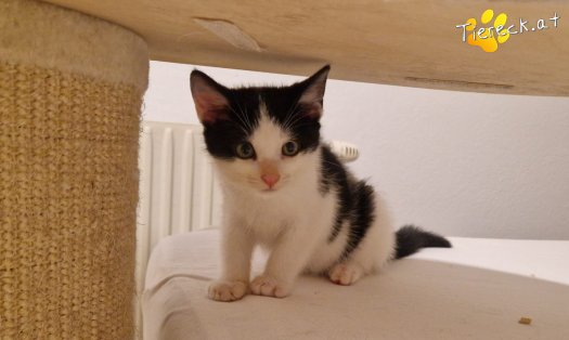 Katze Billy (Foto by Tiereck.at - Lavanttaler Tierhilfe)