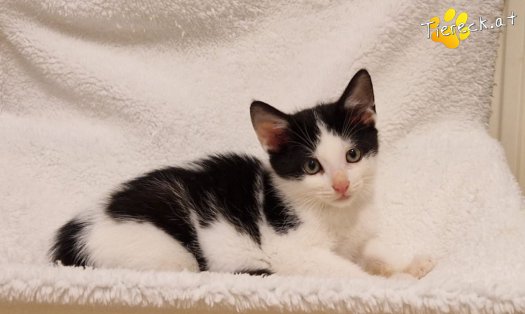 Katze Billy (Foto by Tiereck.at - Lavanttaler Tierhilfe)