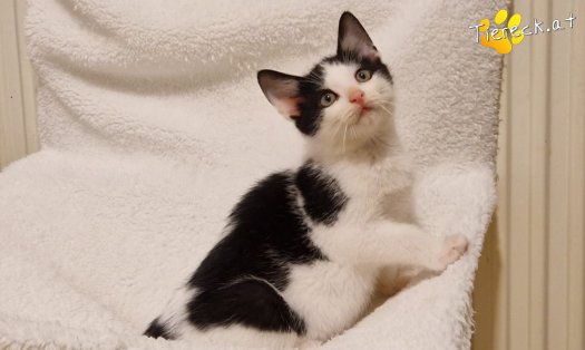 Katze Billy (Foto by Tiereck.at - Lavanttaler Tierhilfe)