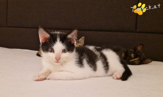 Katze Billy (Foto by Tiereck.at - Lavanttaler Tierhilfe)