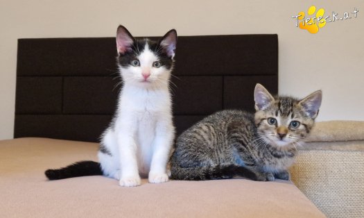 Katze Billy (Foto by Tiereck.at - Lavanttaler Tierhilfe)