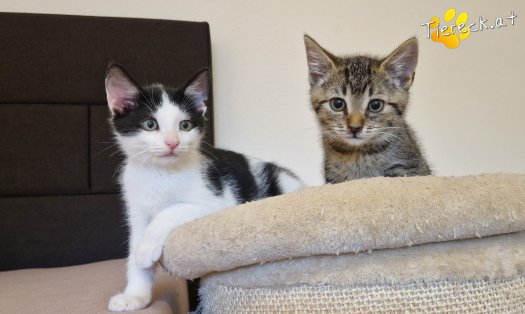 Katze Billy (Foto by Tiereck.at - Lavanttaler Tierhilfe)