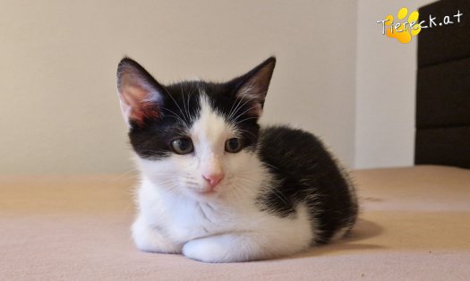 Katze Billy (Foto by Tiereck.at - Lavanttaler Tierhilfe)