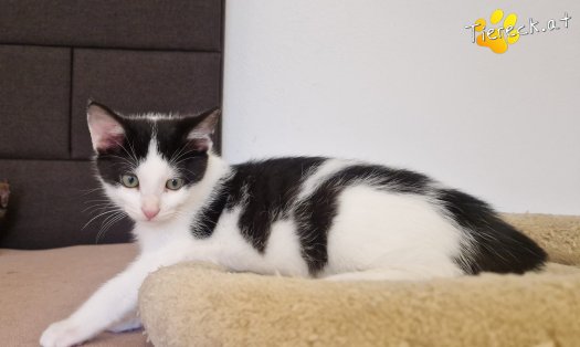 Katze Billy (Foto by Tiereck.at - Lavanttaler Tierhilfe)