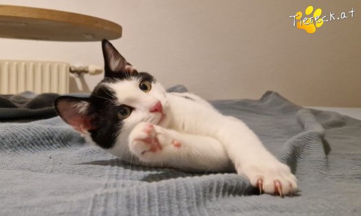 Katze Billy (Foto by Tiereck.at - Lavanttaler Tierhilfe)