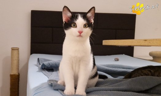 Katze Billy (Foto by Tiereck.at - Lavanttaler Tierhilfe)