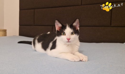 Katze Billy (Foto by Tiereck.at - Lavanttaler Tierhilfe)