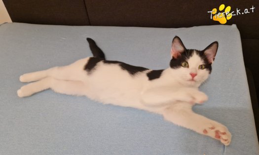 Katze Billy (Foto by Tiereck.at - Lavanttaler Tierhilfe)