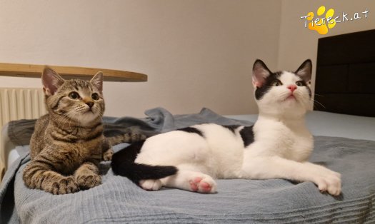 Katze Billy (Foto by Tiereck.at - Lavanttaler Tierhilfe)