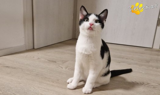 Katze Billy (Foto by Tiereck.at - Lavanttaler Tierhilfe)