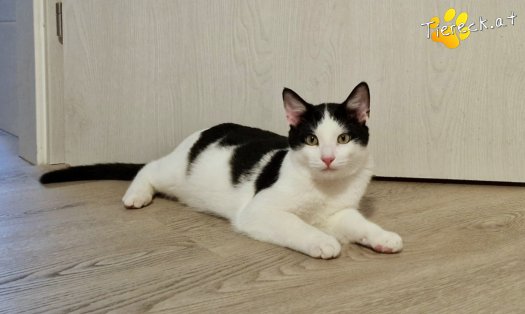 Katze Billy (Foto by Tiereck.at - Lavanttaler Tierhilfe)