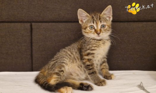 Katze Emmi (Foto by Tiereck.at - Lavanttaler Tierhilfe)