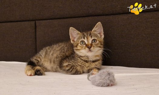 Katze Emmi (Foto by Tiereck.at - Lavanttaler Tierhilfe)