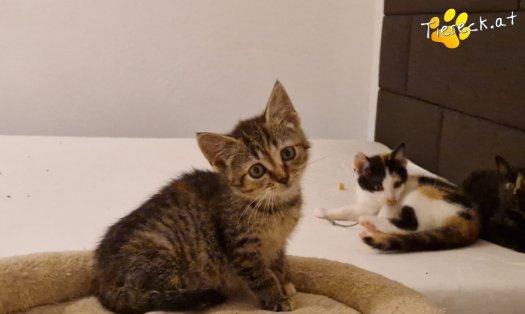 Katze Emmi (Foto by Tiereck.at - Lavanttaler Tierhilfe)