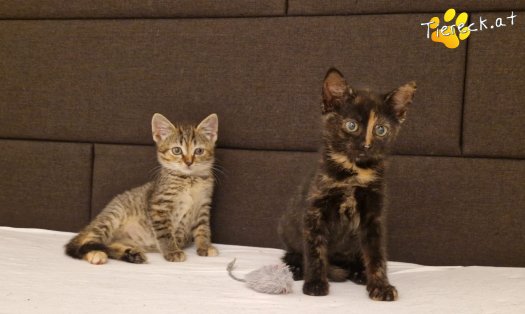 Katze Emmi (Foto by Tiereck.at - Lavanttaler Tierhilfe)