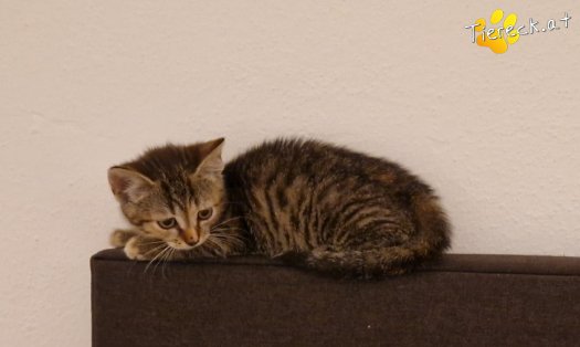 Katze Emmi (Foto by Tiereck.at - Lavanttaler Tierhilfe)