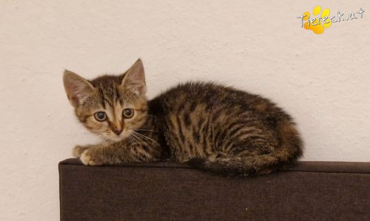 Katze Emmi (Foto by Tiereck.at - Lavanttaler Tierhilfe)