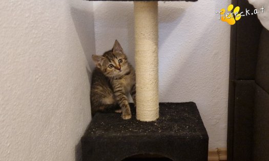 Katze Emmi (Foto by Tiereck.at - Lavanttaler Tierhilfe)