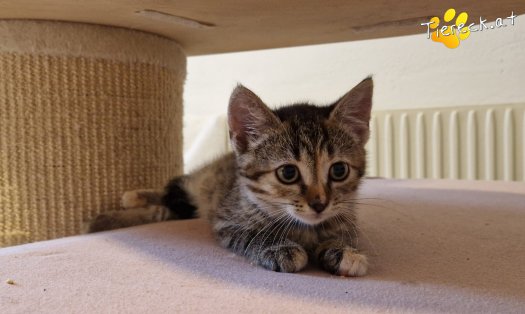 Katze Emmi (Foto by Tiereck.at - Lavanttaler Tierhilfe)