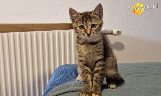 Katze Emmi (Foto by Tiereck.at - Lavanttaler Tierhilfe)