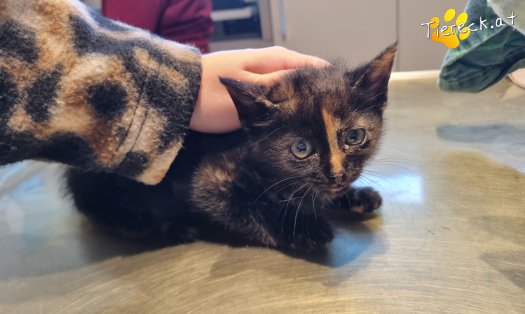 Katze Cindy (Foto by Tiereck.at - Lavanttaler Tierhilfe)