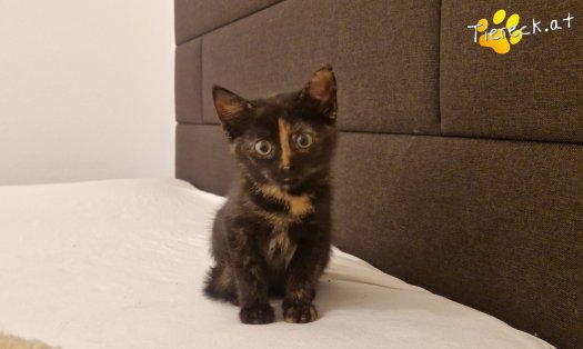 Katze Cindy (Foto by Tiereck.at - Lavanttaler Tierhilfe)