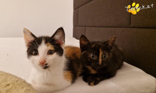 Katze Cindy (Foto by Tiereck.at - Lavanttaler Tierhilfe)