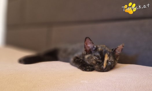 Katze Cindy (Foto by Tiereck.at - Lavanttaler Tierhilfe)