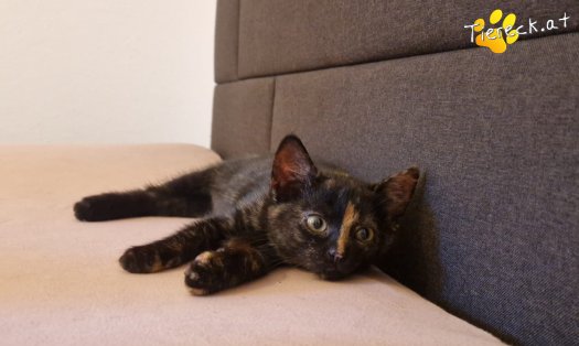 Katze Cindy (Foto by Tiereck.at - Lavanttaler Tierhilfe)