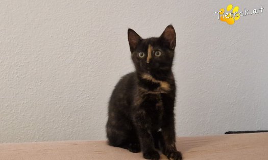 Katze Cindy (Foto by Tiereck.at - Lavanttaler Tierhilfe)