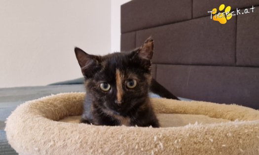 Katze Cindy (Foto by Tiereck.at - Lavanttaler Tierhilfe)