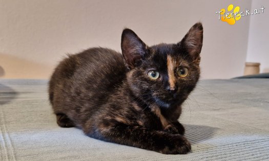 Katze Cindy (Foto by Tiereck.at - Lavanttaler Tierhilfe)