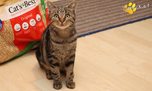 Katze Chicco (Foto by Tiereck.at - Lavanttaler Tierhilfe)