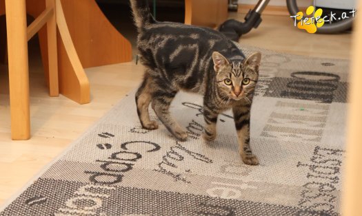 Katze Chicco (Foto by Tiereck.at - Lavanttaler Tierhilfe)