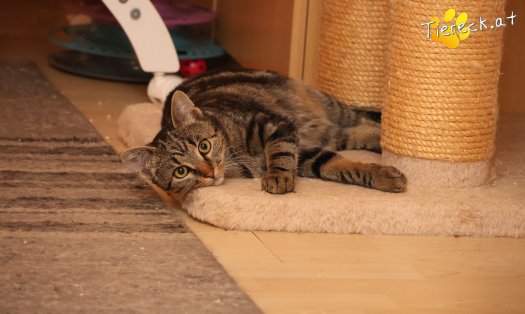 Katze Chicco (Foto by Tiereck.at - Lavanttaler Tierhilfe)