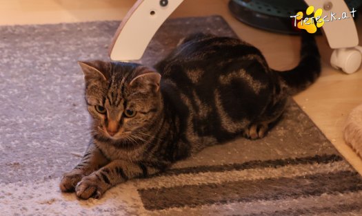 Katze Chicco (Foto by Tiereck.at - Lavanttaler Tierhilfe)