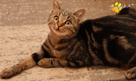 Katze Chicco (Foto by Tiereck.at - Lavanttaler Tierhilfe)