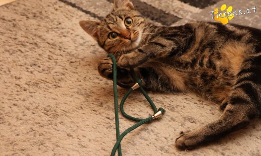 Katze Chicco (Foto by Tiereck.at - Lavanttaler Tierhilfe)