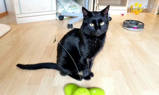 Katze Puma (Foto by Tiereck.at - Lavanttaler Tierhilfe)