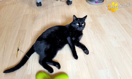 Katze Puma (Foto by Tiereck.at - Lavanttaler Tierhilfe)